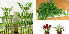 利用花卉植物凈化室內(nèi)環(huán)境應(yīng)注意哪些事項(xiàng)呢？